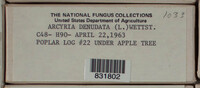 Arcyria denudata image